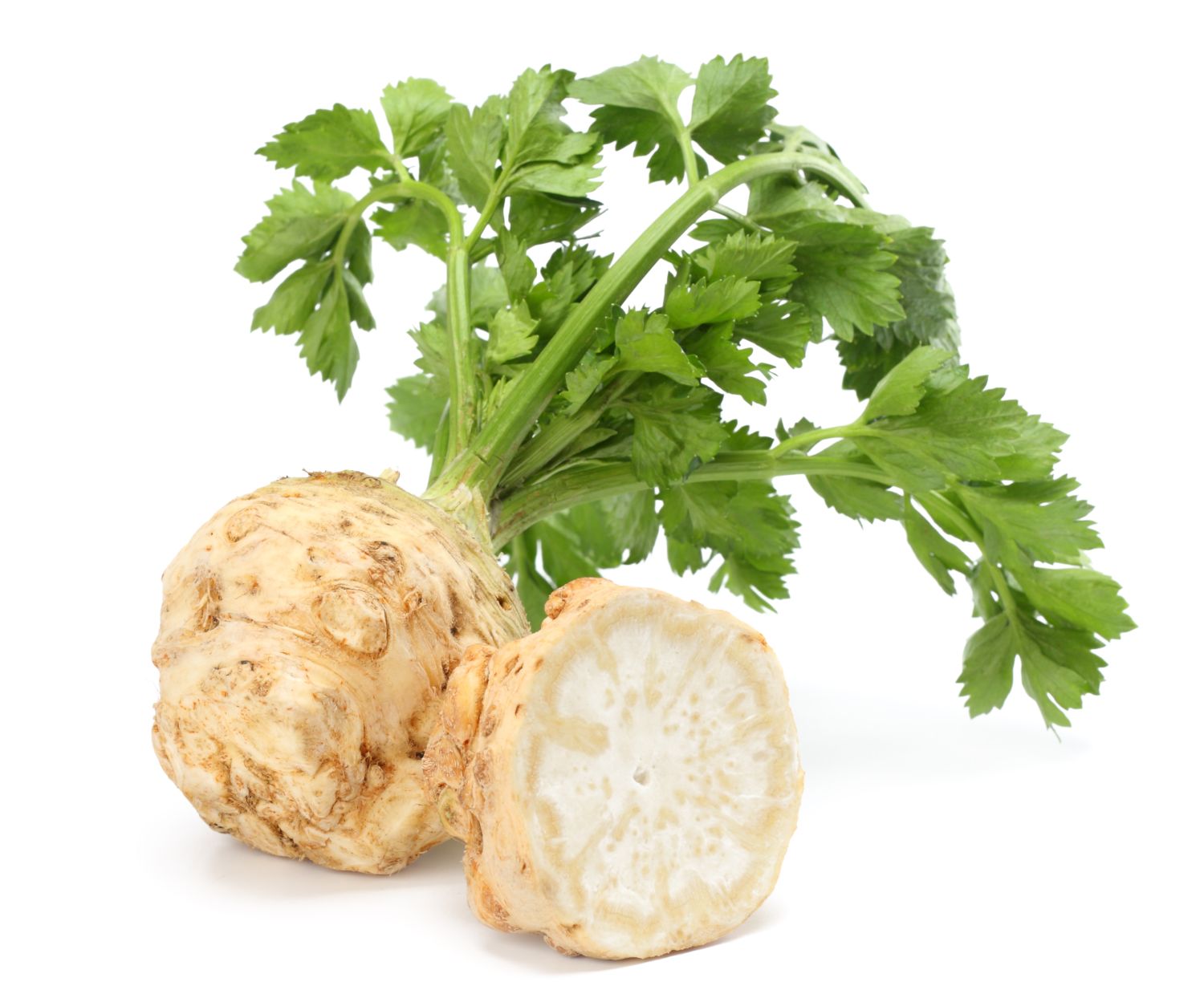 Celeriac 